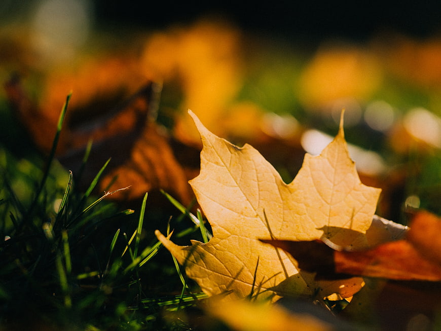 Close-up of golden maple leaf on green grass in autumn