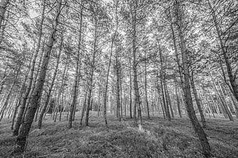 Black and white pine forest with tall trees and grassy ground
