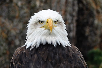 Close-up portrait of a majestic bald eagle head
