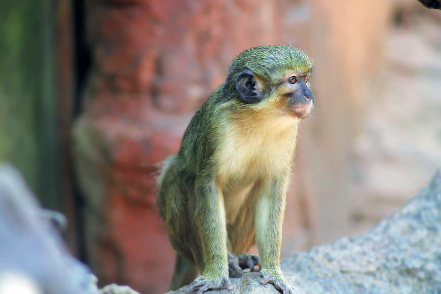 Common Squirrel Monkey Portrait on Rock