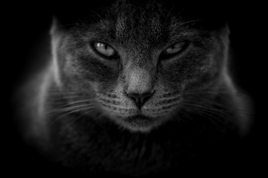 Moody Black and White Close-Up of a Cat's Intense Face