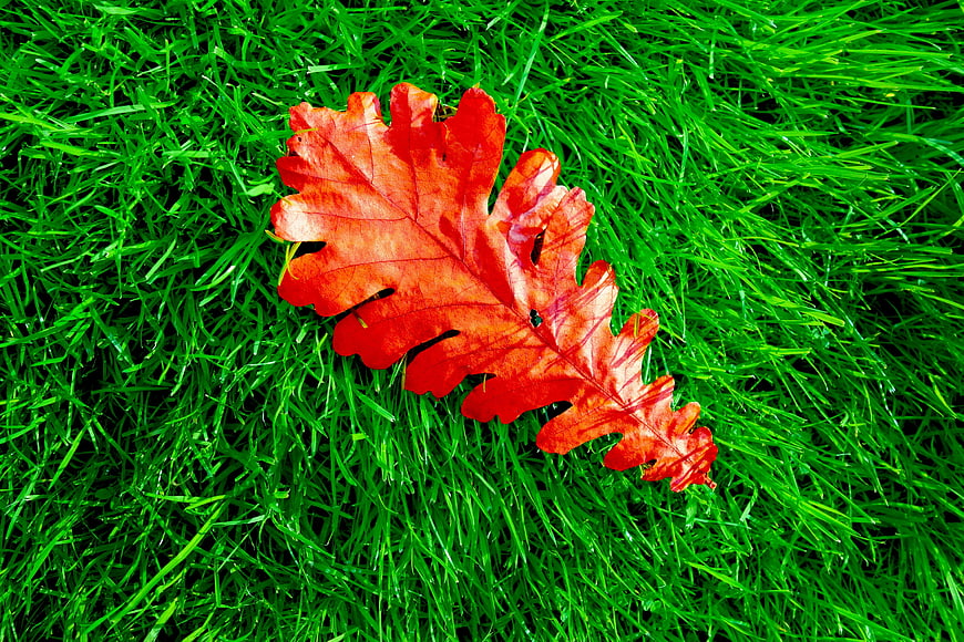 Red Oak Leaf on Vibrant Green Grass