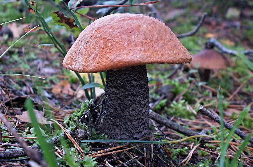Close-up of a Black Trumpet Mushroom in Forest