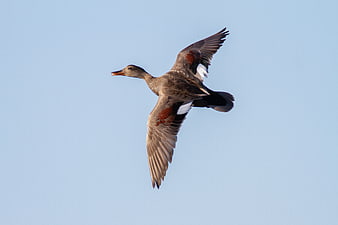 Gadwall Duck Flying in Blue Sky
