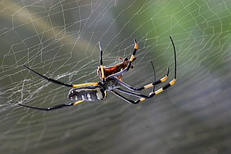 Close-up of a Black and Yellow Garden Spider on Web