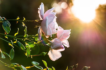 Pink Rose Blossoms Backlit by Golden Sunlight