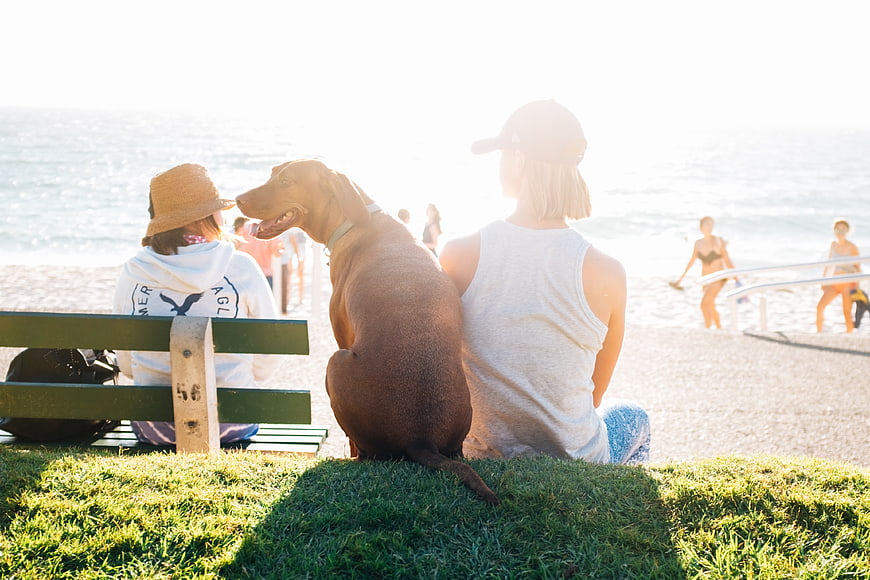 Woman and Dog Sitting on Grass Overlooking Beach