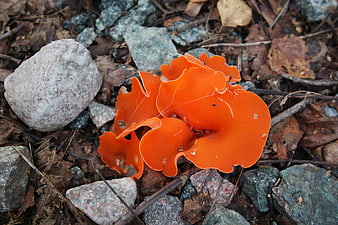 Vibrant Orange Cup Fungi Growing Among Rocks and Leaves