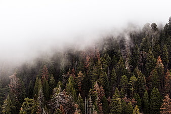 Misty coniferous forest with fog rolling over pine trees