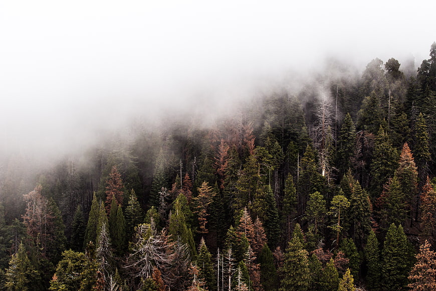Misty coniferous forest with fog rolling over pine trees