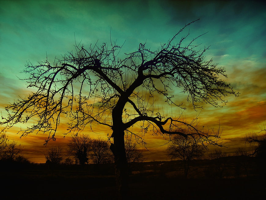 Silhouette of bare tree against dramatic teal and orange sunset sky