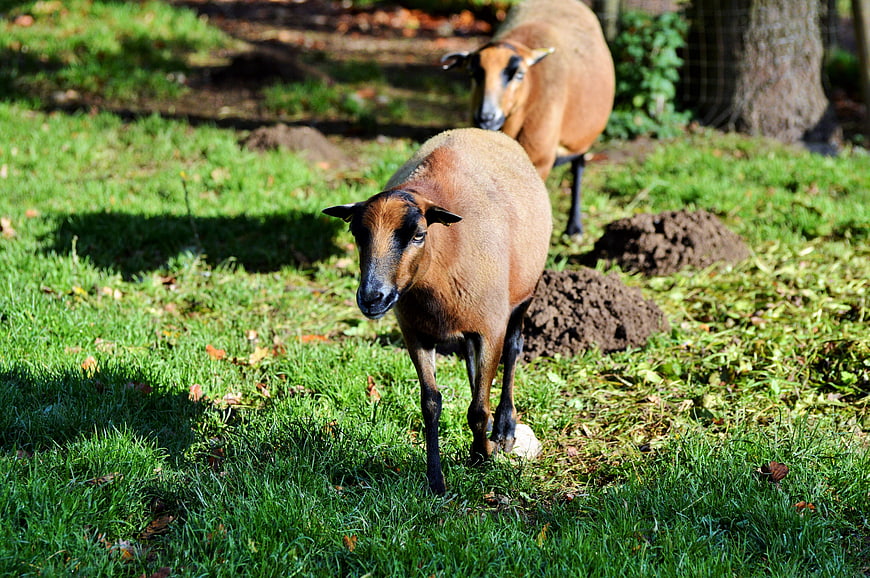 Two brown sheep grazing in a sunny green meadow