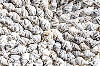 Dense Pattern of Striped Sea Shells