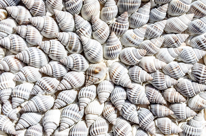 Dense Pattern of Striped Sea Shells