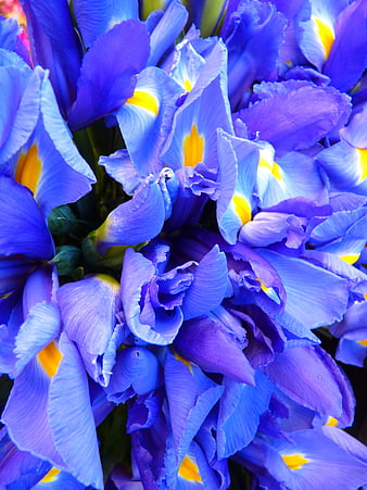 Vibrant Blue Iris Flowers Close Up Nature Background
