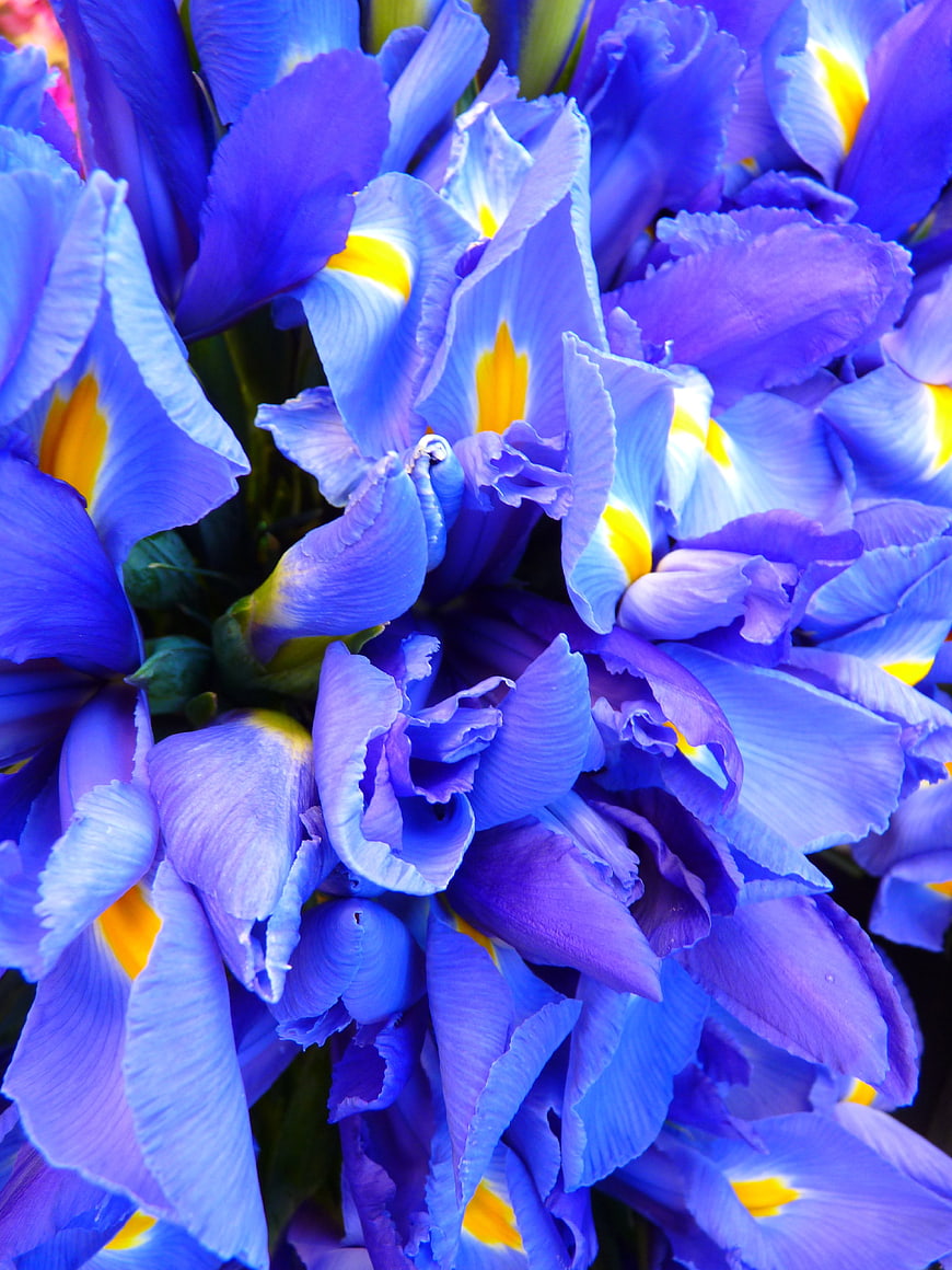 Vibrant Blue Iris Flowers Close Up Nature Background