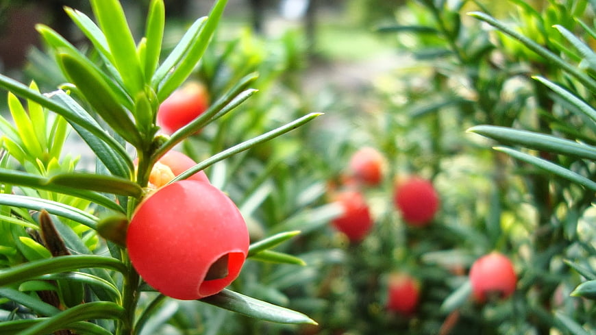 Close-up of red yew berries on green needle-like leaves