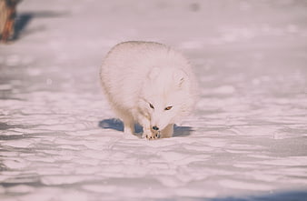 White Arctic Fox Walking in Snowy Winter Landscape