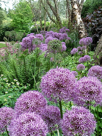 Vibrant Purple Allium Flowers in Lush Garden
