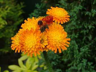 Vibrant Orange Hawkweed Flowers in a Garden