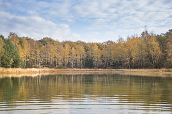 Serene autumn lake with golden birch forest reflection