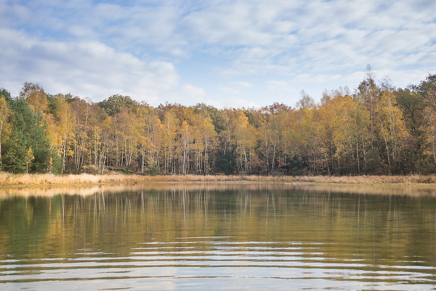 Serene autumn lake with golden birch forest reflection