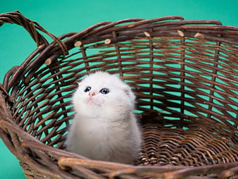 Cute white kitten sitting in a wicker basket on teal background