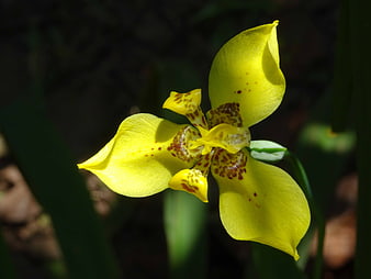 Close-up of a yellow wild iris flower with brown spots