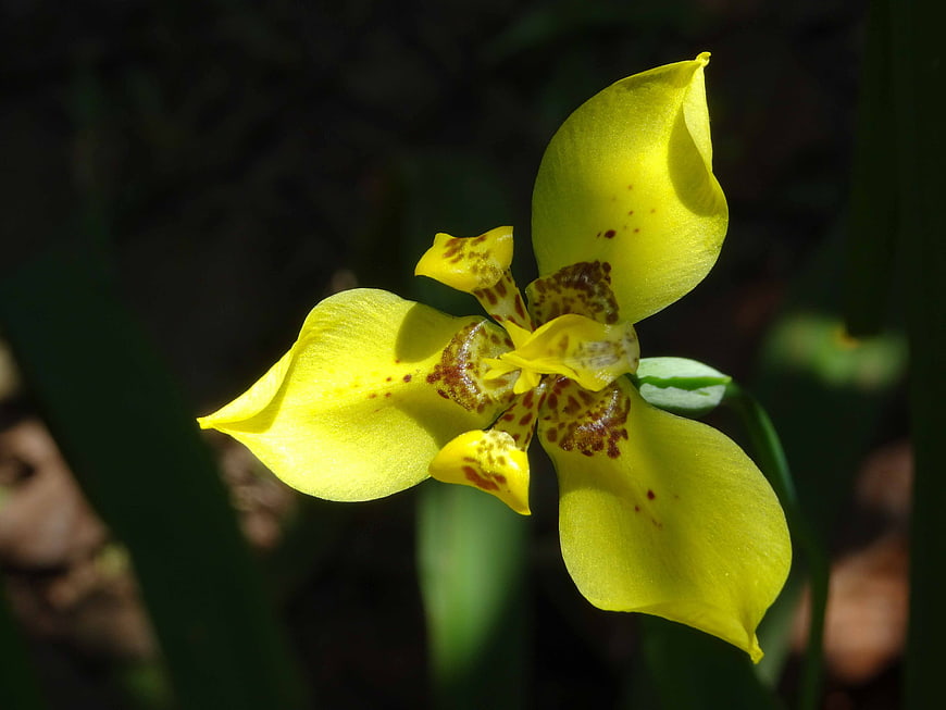 Close-up of a yellow wild iris flower with brown spots