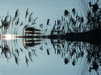 Reed Reflections in Calm Water at Sunset