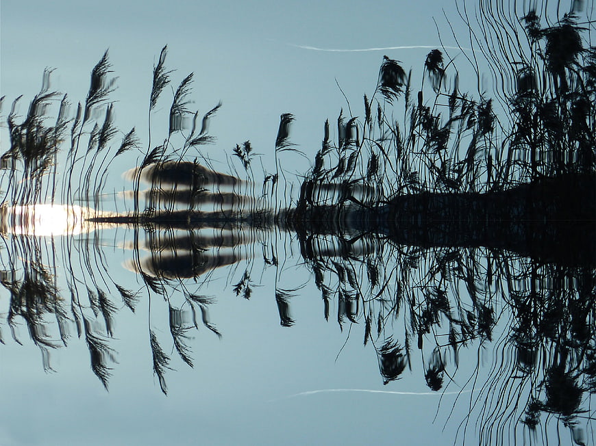 Reed Reflections in Calm Water at Sunset
