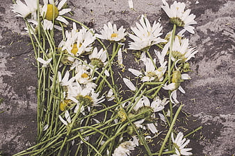 Scattered white daisies on textured concrete background