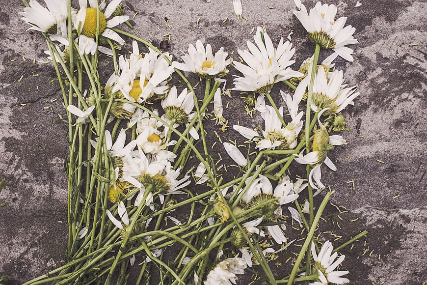 Scattered white daisies on textured concrete background