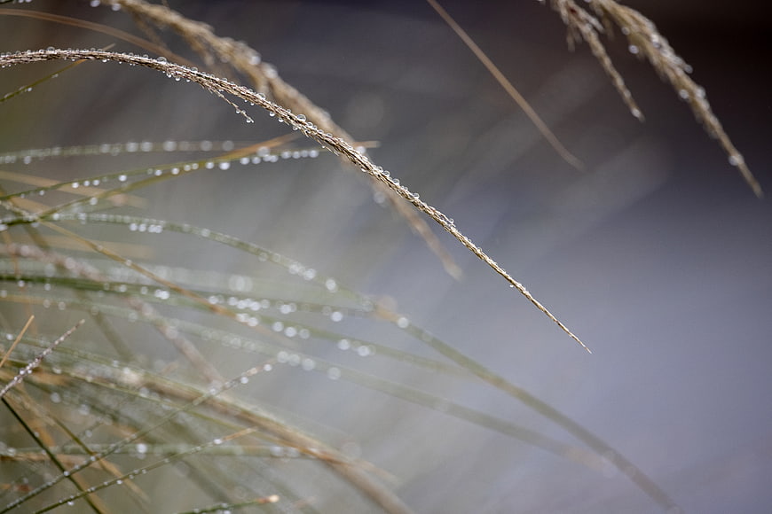 Close-up of wet grass blades with morning dew droplets