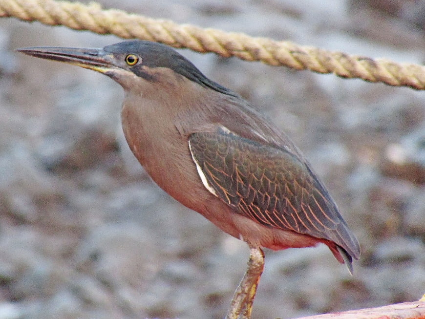 Striated Heron Perched on Rope in Natural Habitat