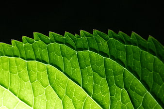 Macro Close-Up of Green Leaf Texture on Black Background