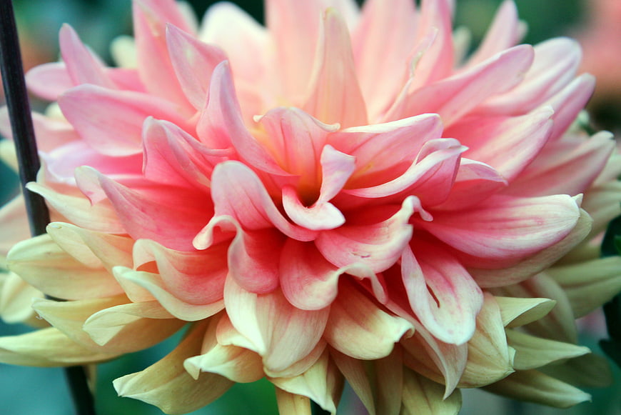 Close-up of a Pink and Cream Dahlia Flower
