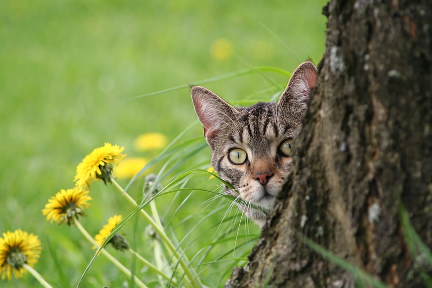 Curious Tabby Cat Peeking from Behind Tree Trunk
