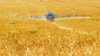 Blue Sprayer Tractor Spraying Golden Wheat Field