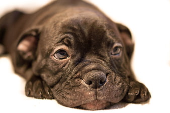Close-up of a cute black puppy resting on white background