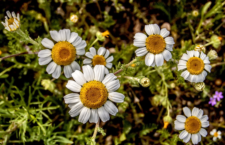 Close-up of white and yellow daisies in a natural setting