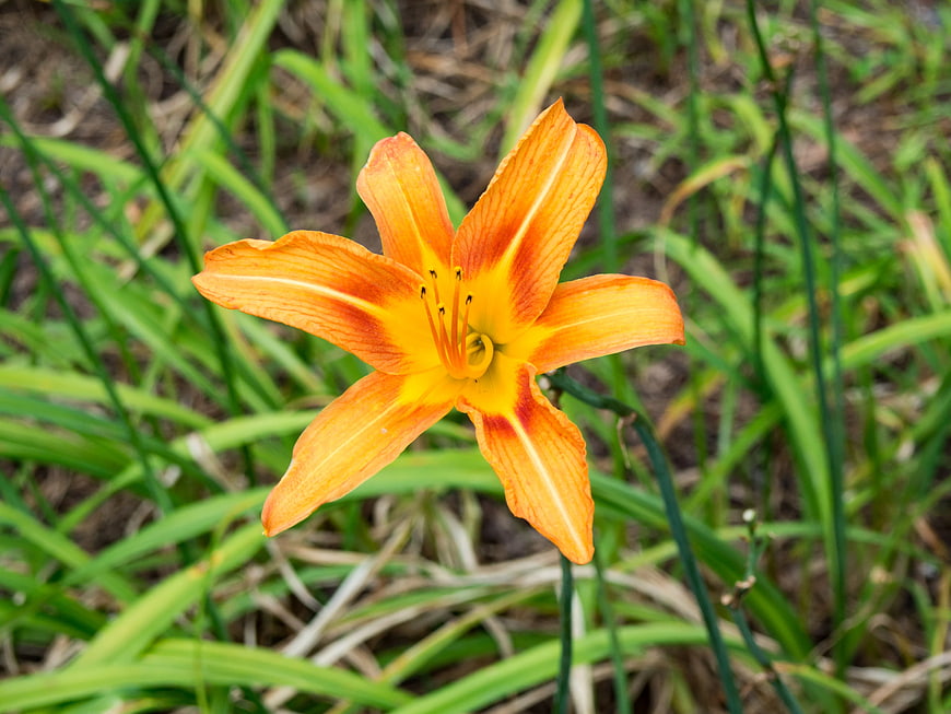 Vibrant Orange Daylily Flower in Green Garden