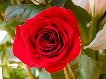 Close-up of a vibrant red rose with green leaves