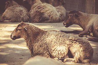 Resting brown sheep in a rustic farm pen