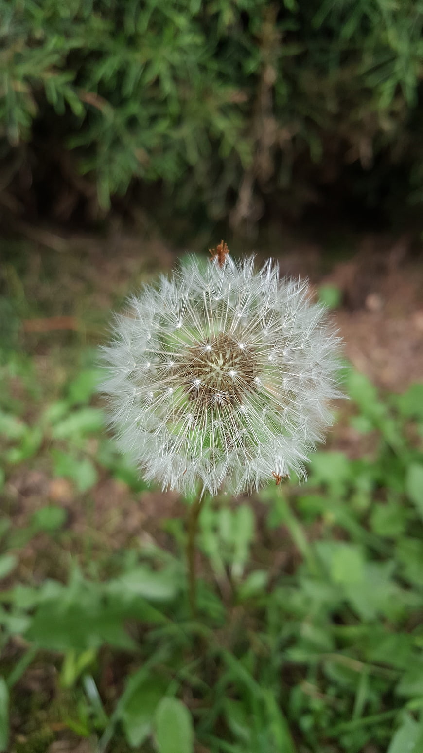 Close-up of a white dandelion seed head in a garden