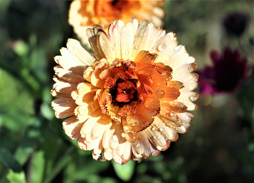 Close-up of Orange Marigold with Water Droplets