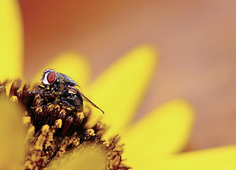 Macro Close-Up of a Fly on a Yellow Flower Center