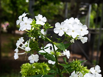 Close-up of White Phlox Flowers in Garden