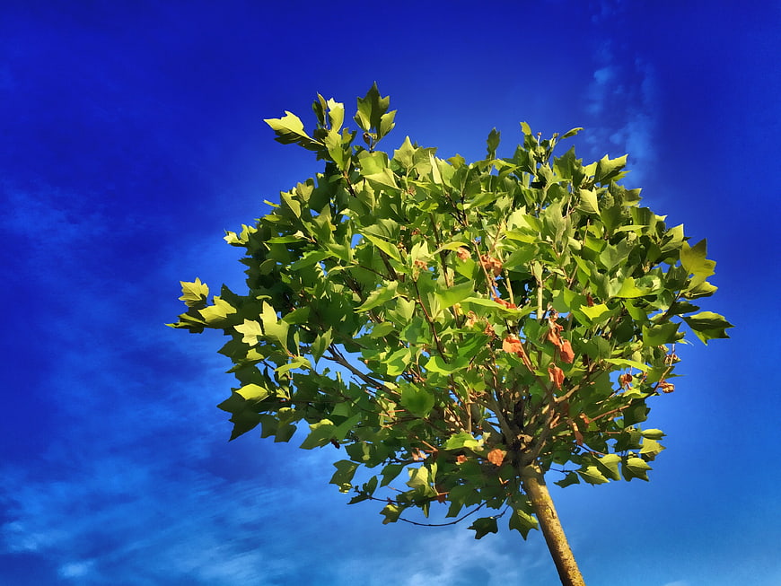 Green maple tree against vibrant blue sky