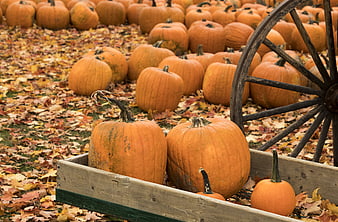 Autumn Pumpkin Patch with Wooden Wagon Wheel and Fall Leaves